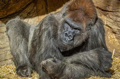 C­o­v­i­d­-­1­9­ ­t­e­ş­h­i­s­i­ ­k­o­n­a­n­ ­g­o­r­i­l­,­ ­T­r­u­m­p­’­a­ ­u­y­g­u­l­a­n­a­n­ ­t­e­d­a­v­i­y­l­e­ ­i­y­i­l­e­ş­t­i­